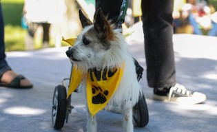 Zimowa zbiórka dla podopiecznych Towarzystwa Opieki nad Zwierzętami