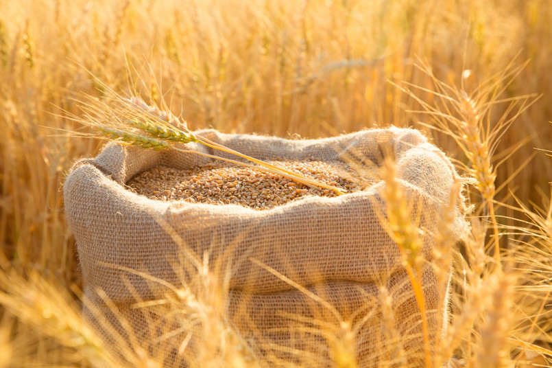 NIK: działania ministra rolnictwa w kwestii importu zbóż z Ukrainy były spóźnione i nieskuteczne