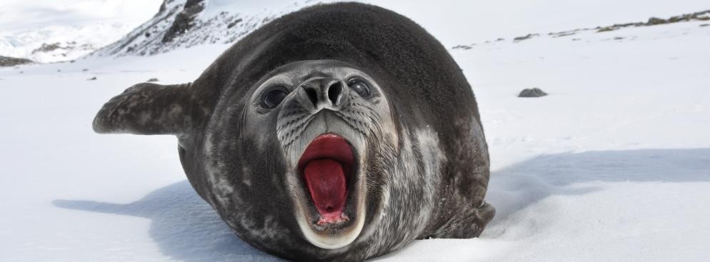 Słoń morski, autor: Butterfly voyages - Serge Ouachée, licencja: Creative Commons Attribution-Share Alike 3.0 Unported, 2.5 Generic, 2.0 Generic and 1.0 Generic