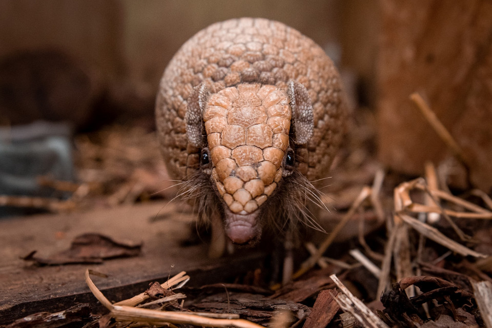 Baby boom w ogrodzie zoologicznym we Wrocławiu: bolita południowy (pancernik)