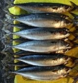 fish-d0000003Df36579372483
