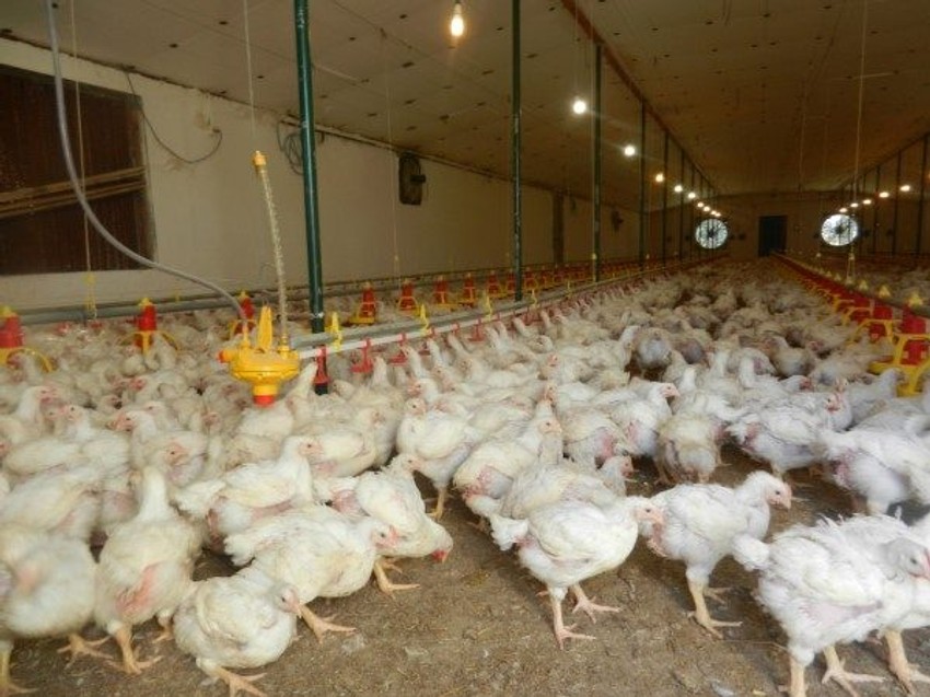 Pilići napravili veliki problem