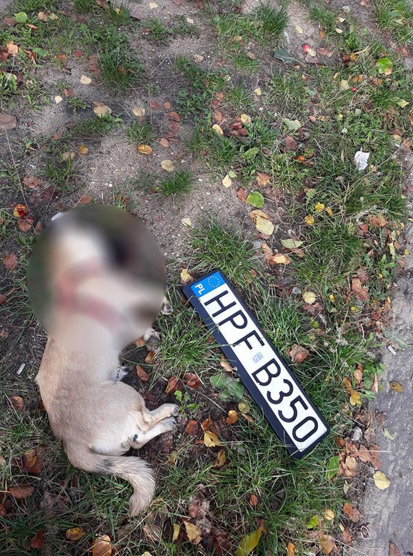 Łódź: radiowóz śmiertelnie potrącił psa i uciekł. Zgubił rejestrację