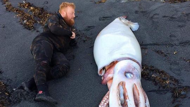 In Neuseeland wurde ein Riesen-Tintenfisch an den Strand ...