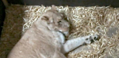 Makabra na wybiegu z lwami. Pracownicy zoo wstrząśnięci