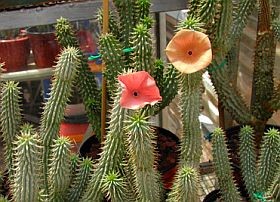 hoodia-d0000164Ff3e8de99cf21