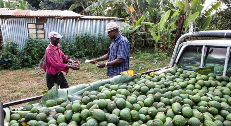 Over the past five years, avocado and macadamia have become choice crops for agricultural firms in Kenya.(Farmers#Trend)