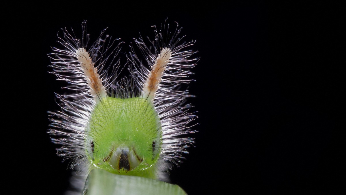 Fot. Melvyn Yeo/Biosphoto/East News