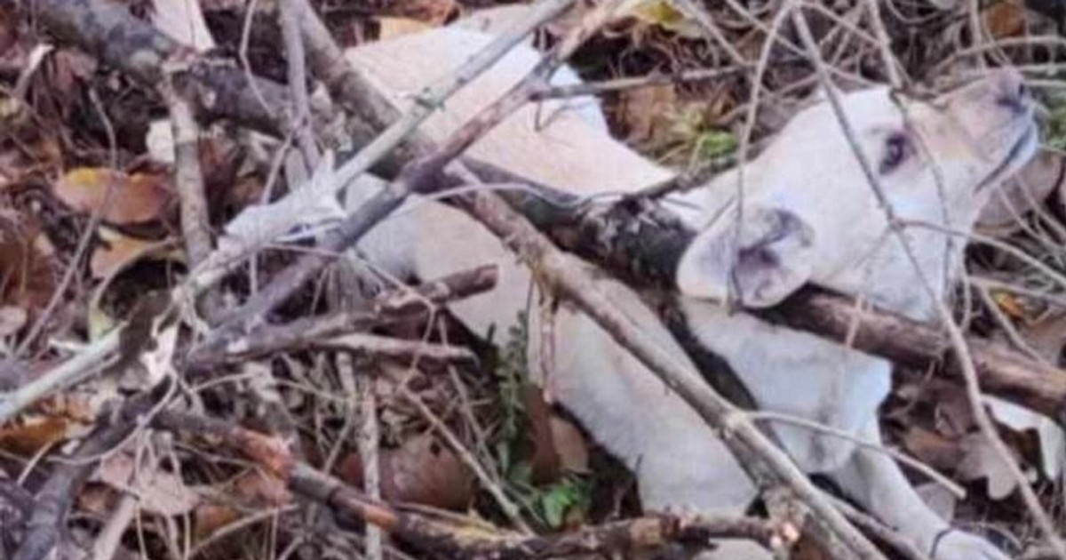 Udręczone psy odnalezione w lesie. Jeden padł, drugi przeżył. Pilny apel