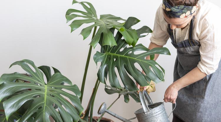 A legjobb szobanövények, melyek a lakás minden pontján jól érzik magukat Fotó: Getty Images