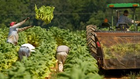 Branża tytoniowa duszona regulacjami. Rząd bez strategii, rolnicy bez alternatywy