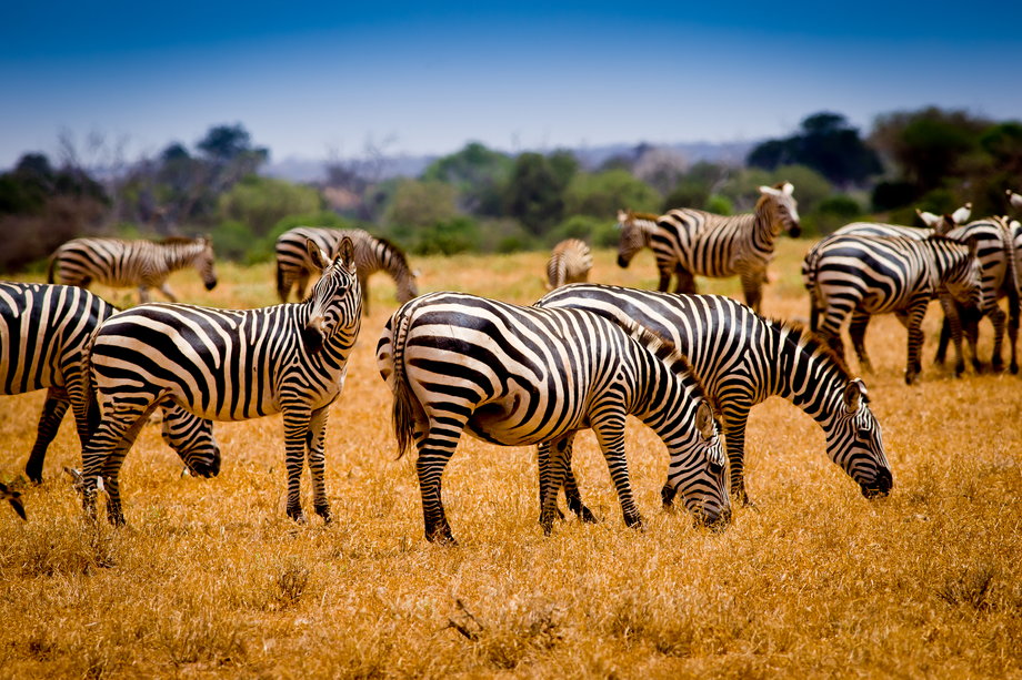Obserwuj zwierzęta w ich naturalnym środowisku podczas safari w Kenii.