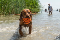 Fürdő a házikedvencnek: megnyílik a Balaton-parti kutyastrand