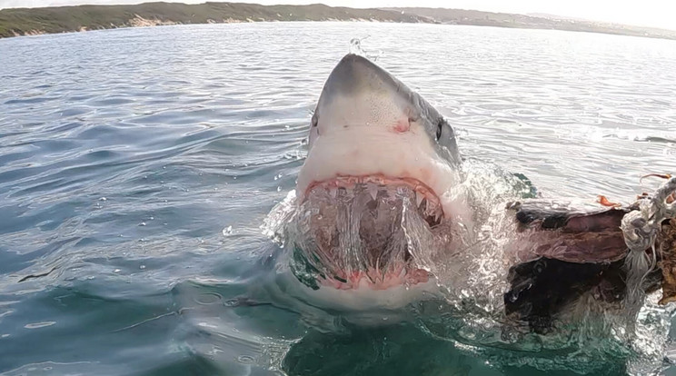 Félelmetes pillanatokat rögzítettek a kamerák, ahogy egy cápa köröz egy kisgyerek és az apja körül / Illusztráció: Northfoto