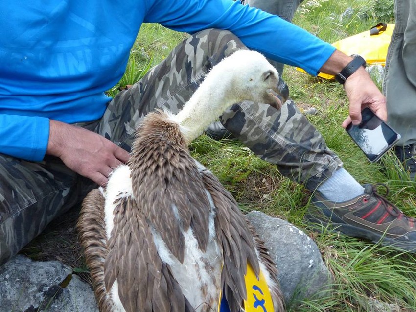 Sup Dobrila prilikom markiranja na Uvcu (arhiva)