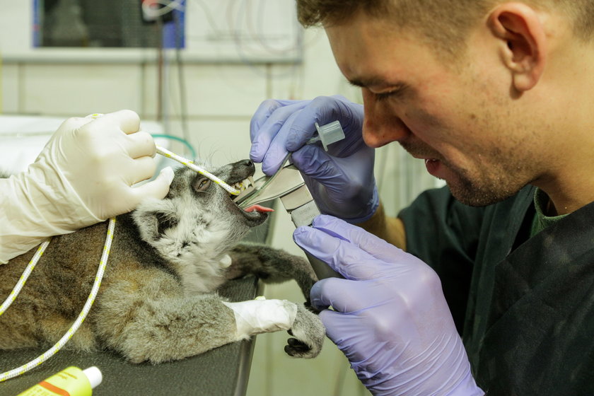 Lemur Julian przeszedł operację kręgosłupa