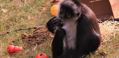 Colombo skończył 16 lat!