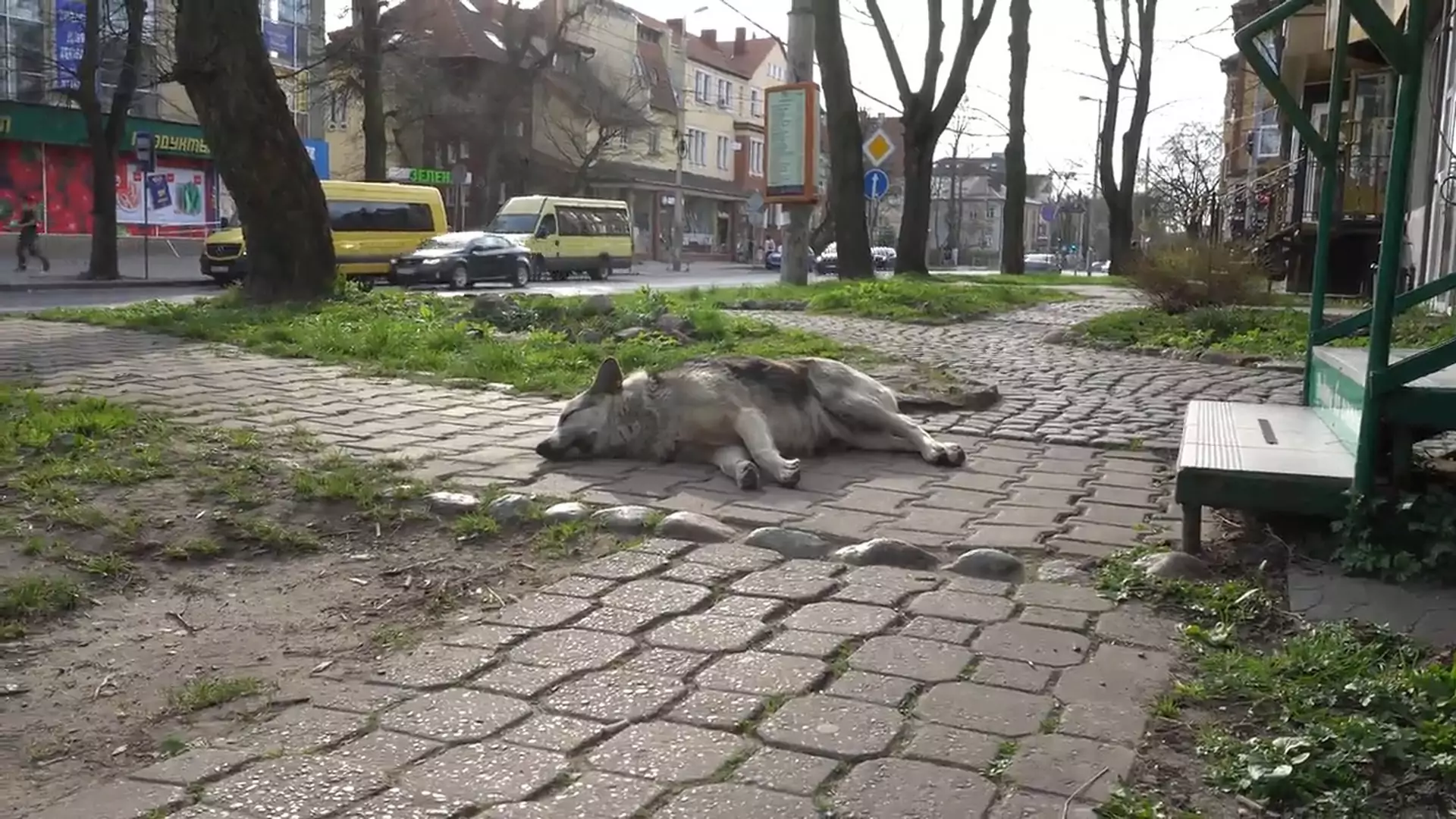 Psy w Rosji trute w ramach „oczyszczania” ulic przed Mundialem