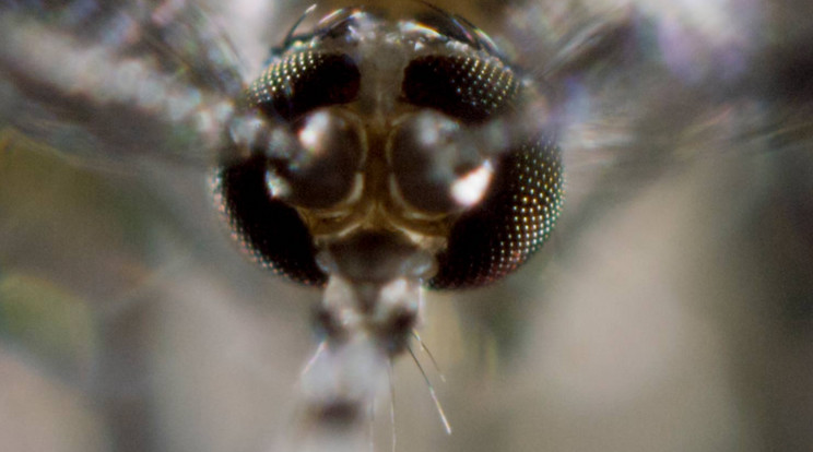 Szúnyog - az emberiség ellensége / Fotó: Discovery Channel