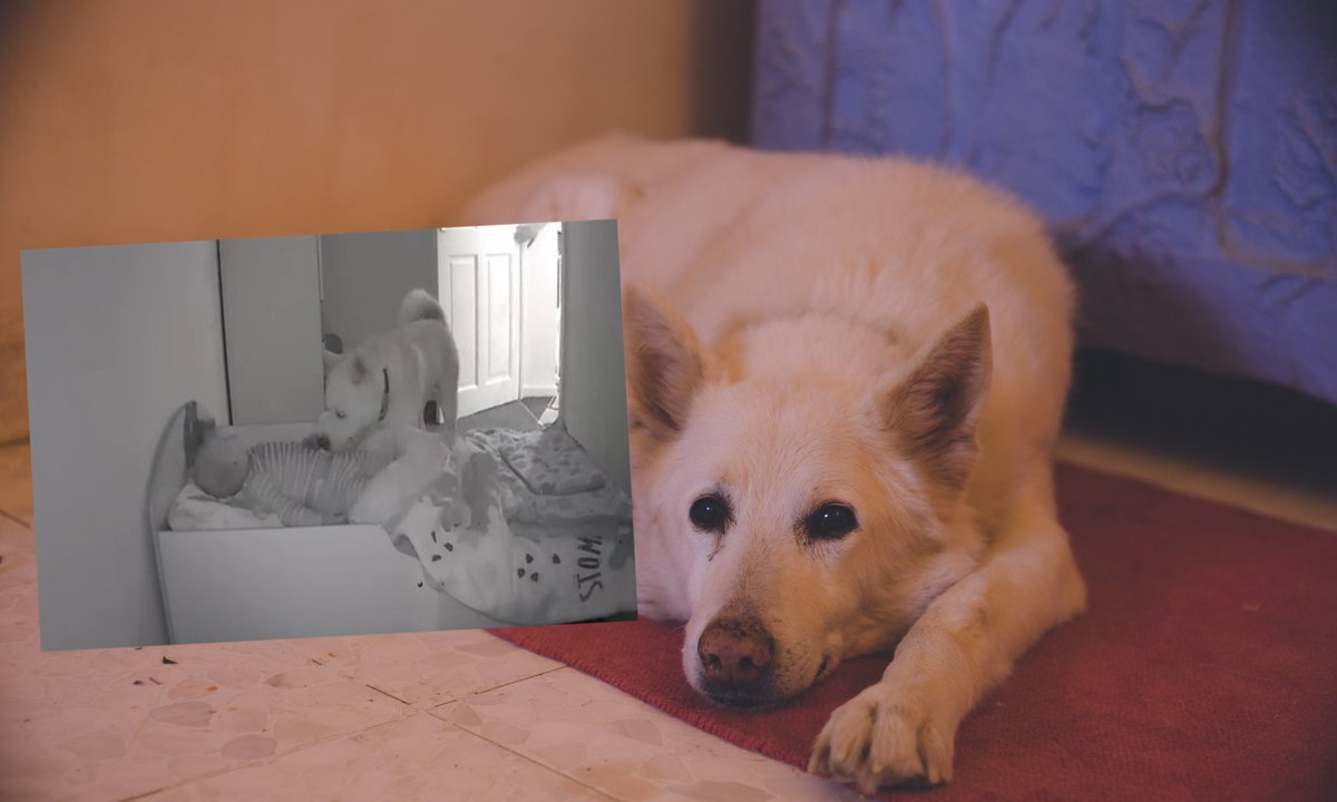 Kamera nagrała, co pies robił w nocy. Dziecko cały czas spało obok [WIDEO]