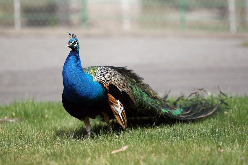 Zwierzęta na wybiegach w zoo