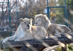 Lavovi zoo vrt