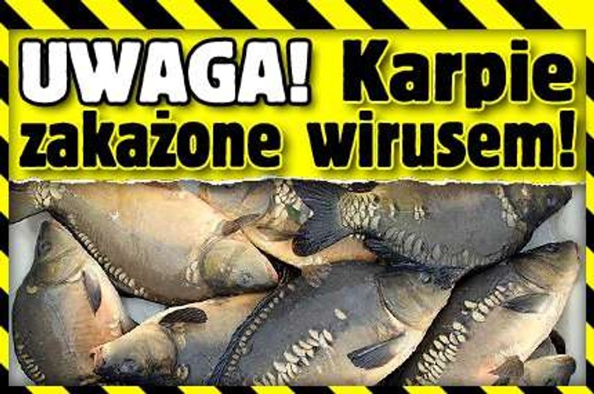 Uwaga! Karpie zakażone wirusem!