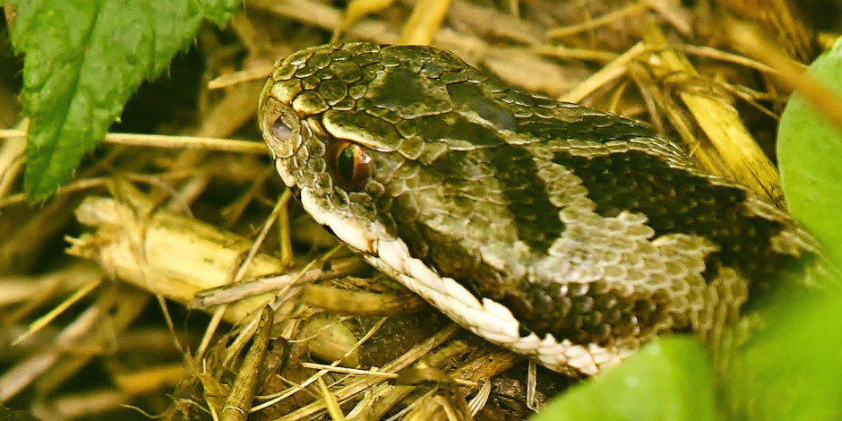 Fot. Rafał Nalepa