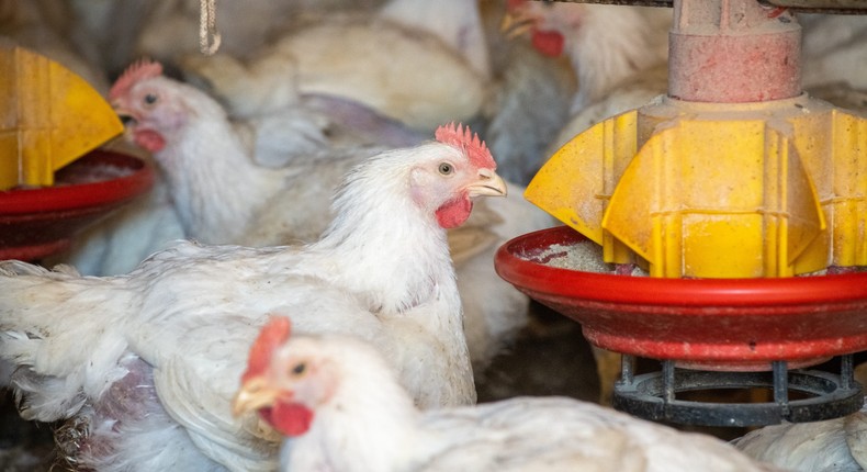 The H5N1 virus has spread widely across poultry bird populations.Edwin Remsberg/VW Pics/Universal Images Group via Getty Images