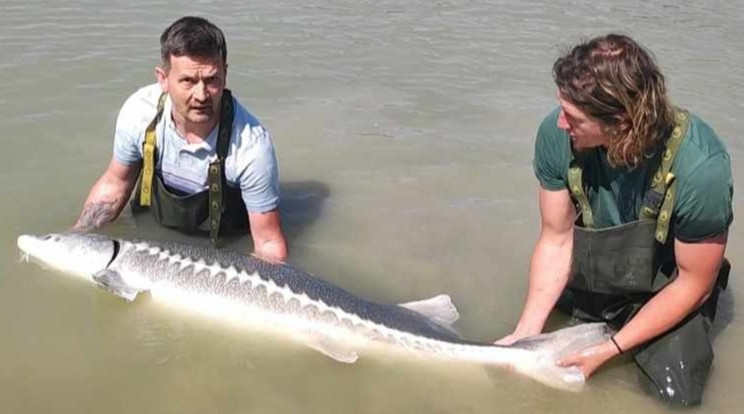 Simai József 65 kilós tokhalat húzott ki a Baja melletti horgásztóból