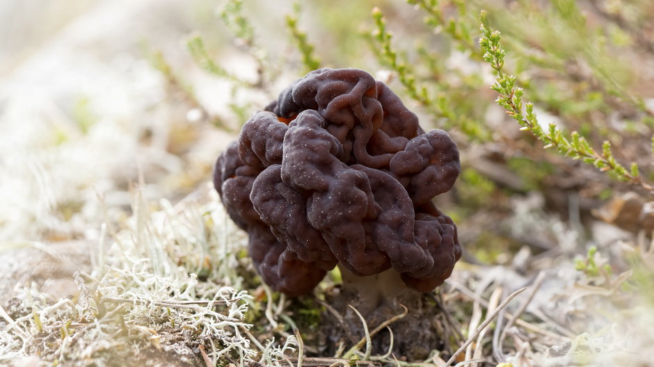 Piestrzenica kasztanowata (Gyromitra esculenta) 