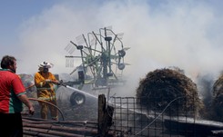 Pożary w Australii. Niektóre gatunki zwierząt i roślin znikną z Ziemi