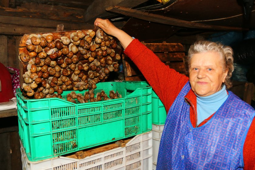 Jadwiga Sowa skupuje ślimaki