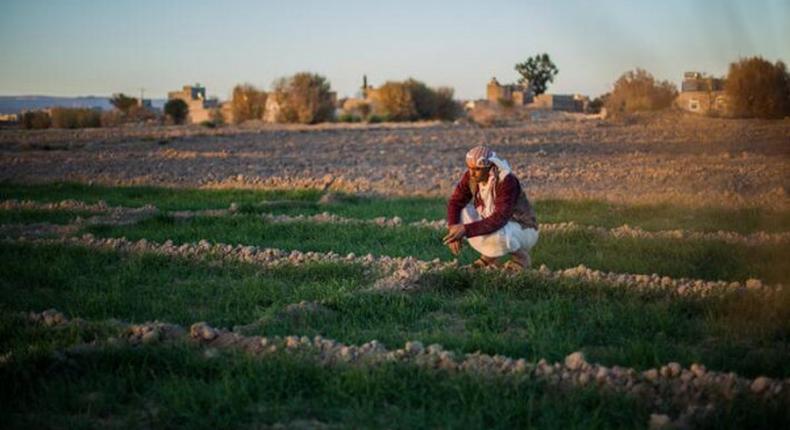 Food and Agriculture Organization (FAO)