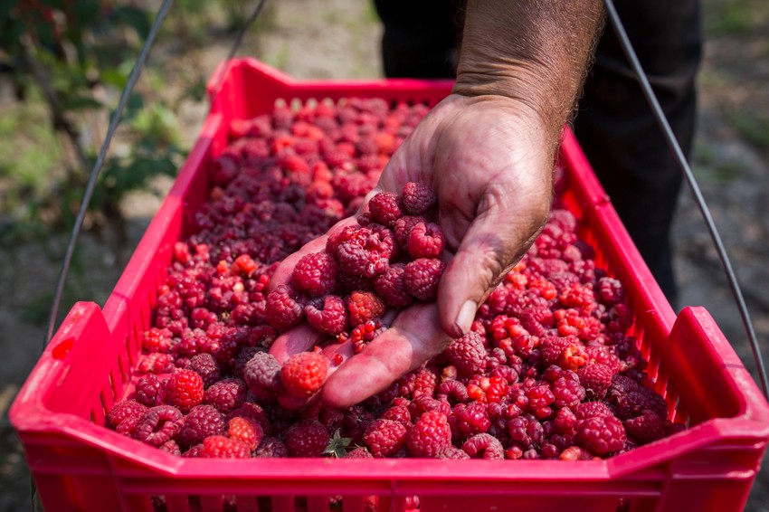 225 miliona evra bio je vredan izvoz maline iz Srbije u 2018. godini