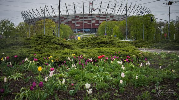 Warszawa: w ciągu dwóch lat posadzono blisko milion tulipanów. Teraz kwitną