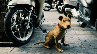 Wietnam: władze Hanoi wzywają do zaprzestania jedzenia psów. "Negatywne reakcje wśród turystów"