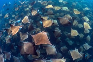 RAY MIGRATION / RAY MIGRATION /1610855