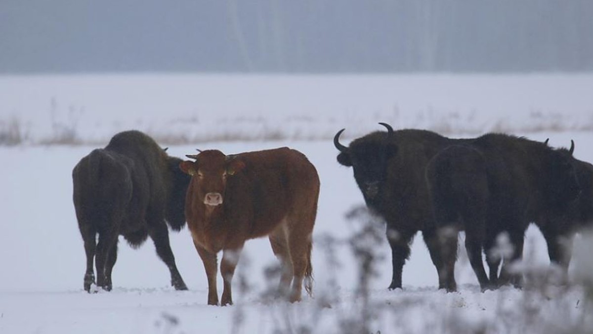 Takie obrazki zazwyczaj widzimy w bajkach. Tymczasem ta historia dzieje się w naszym kraju. Pod koniec listopada jedna z krów dołączyła do stada żubrów przemierzającego Puszczę Białowieską. Najnowsze zdjęcia pokazują, że zwierze nadal ma się dobrze. "Już prawie 3 miesiące na gigancie!" - pisze na Facebooku Rafał Kowalczyk z Polskiej Akademii Nauk.