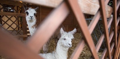 Żywa szopka w śląskim ZOO