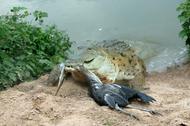 WAT-8369 Orinoco CROCODILE - coming out of water to catch Heron Hato El Frio, Venezuela Crocodylus i