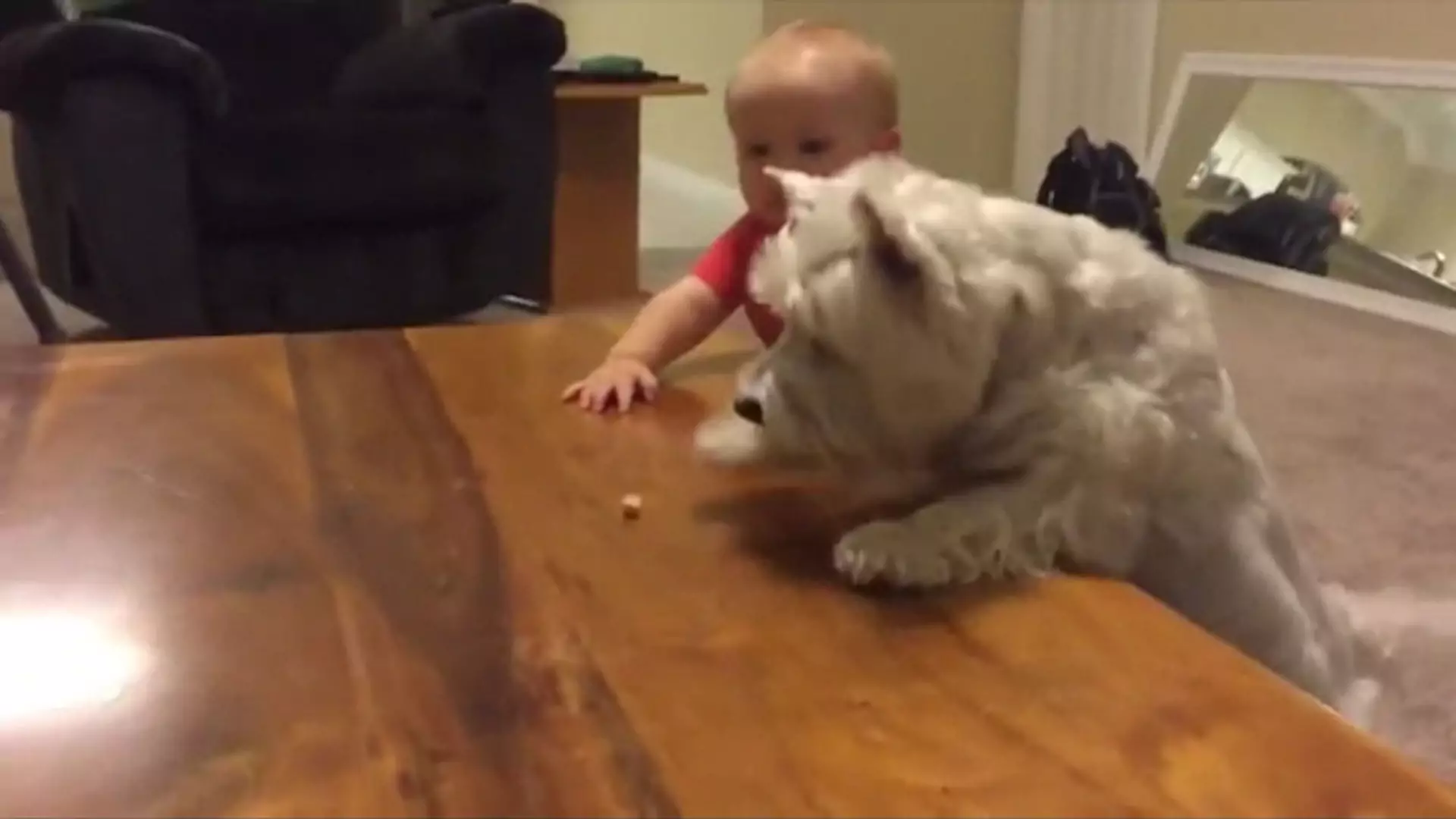 To się nazywa przyjaźń! Dziecko pomaga psu zakończyć długie poszukiwania smakołyków