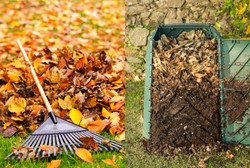 Prosty przepis na kompost z jesiennych liści. Idealny pod borówki, maliny i truskawki