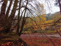 Rewolucja w Lasach Państwowych.Będzie 20 procent obszarów wyłączone z pozyskania drewna