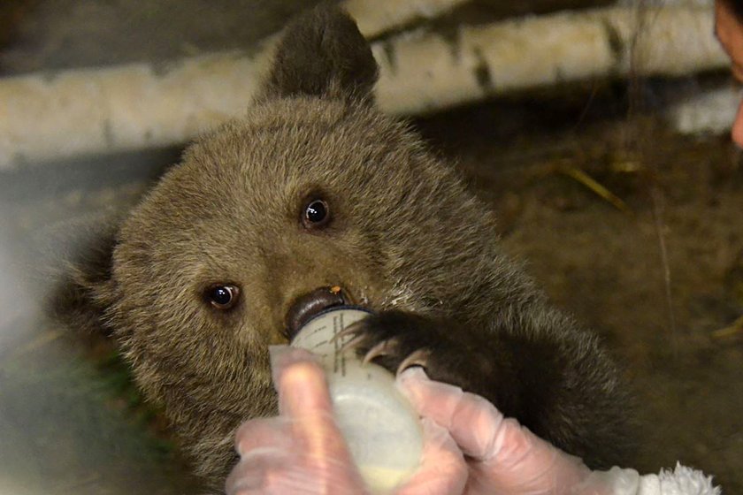 Mała niedźwiedzica Cisna powoli zadomawia się w zoo