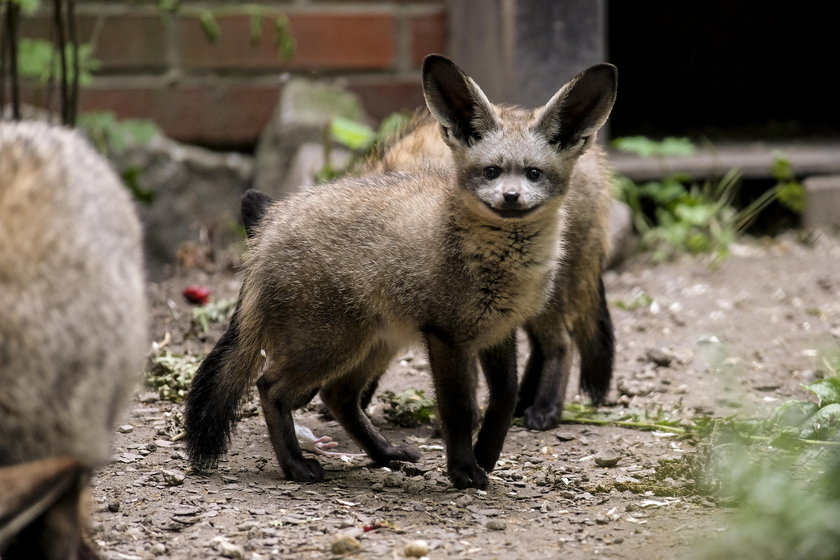 W zoo urodziły się otocjony