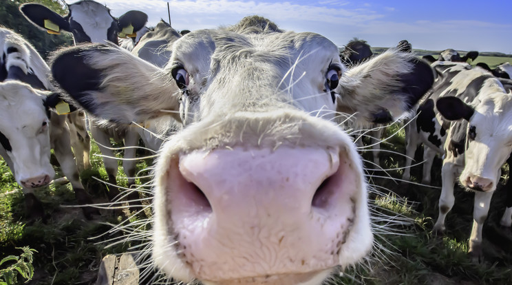 Füvön élni – a tehenek képesek rá. A kérődző állatok emésztőrendszere jellemzően tartalmaz olyan mikroorganizmust, amely enzimatikus úton lebontja a cellulózt / Fotó: Getty Images