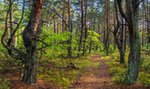 Makabryczne odkrycie na Dolnym Śląsku. Pies wisiał na drzewie przez wiele dni