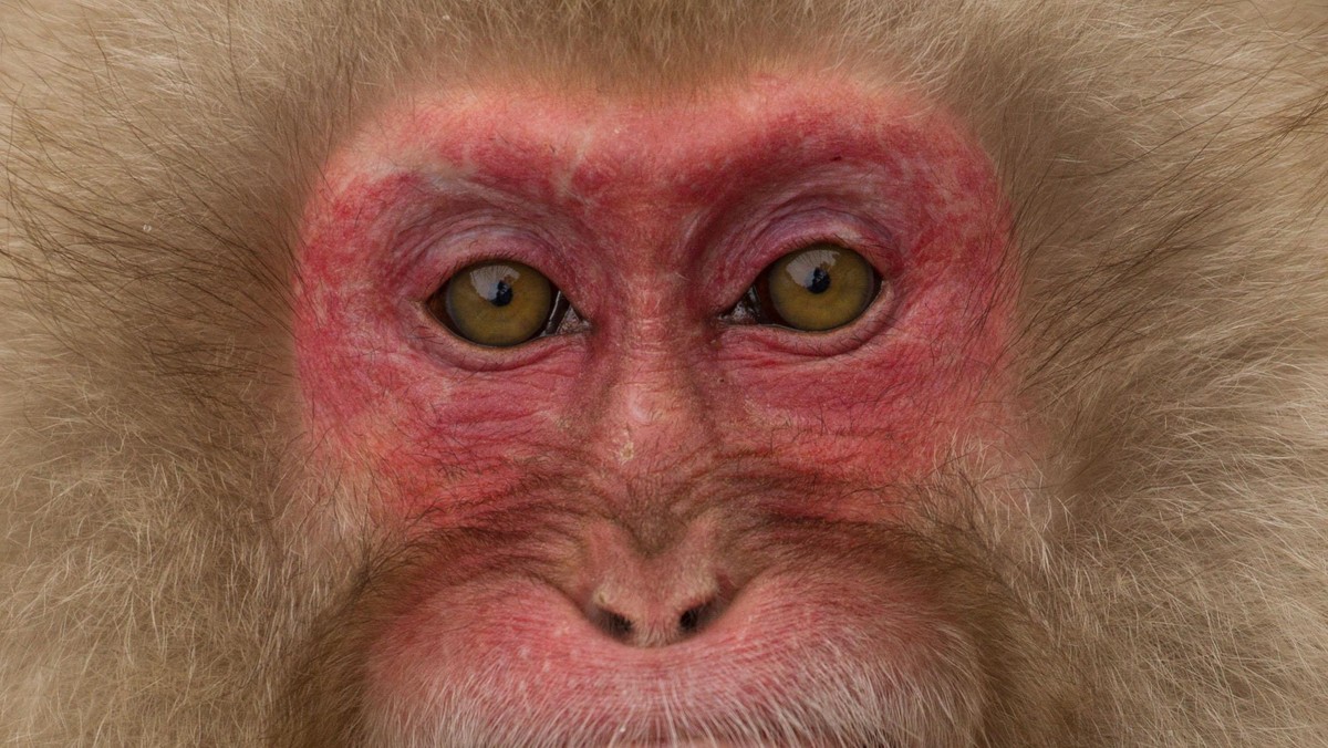 Japanese macaque grimacing.