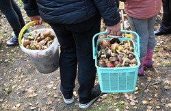 Poszli na grzyby. Nie wiedzieli, jakie są przepisy. 31 tys. zł mandatu